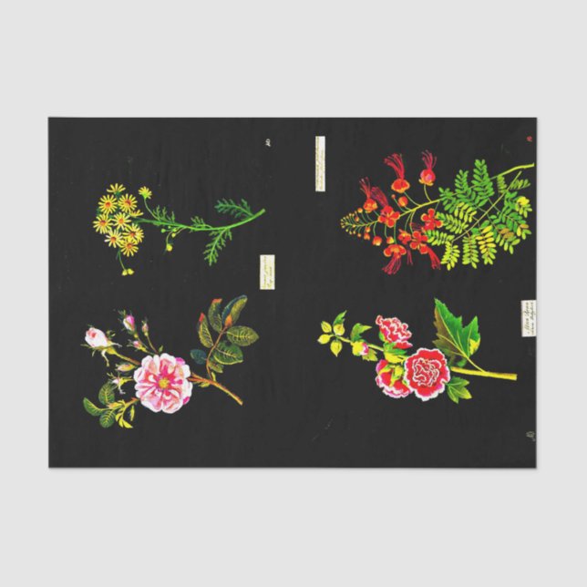 Papel de dissociação 10"x15" - Mary Delany 16 (Frente )