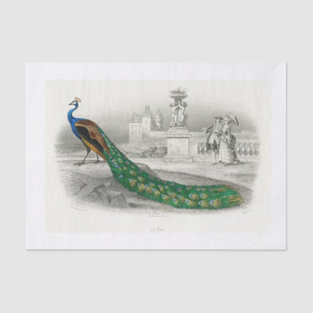 Papel de dissociação de peacock (Frente )