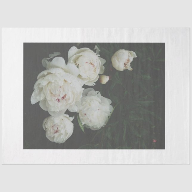 Papel de dissociação de peões brancos (Frente )