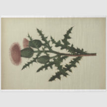 Papel de Dissociação do Thiste