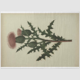 Papel de Dissociação do Thiste