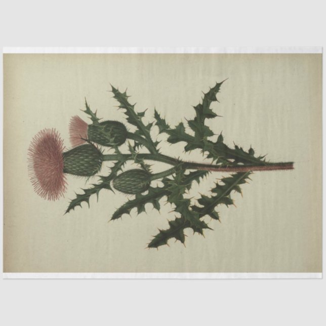 Papel de Dissociação do Thiste (Frente )