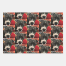 Papel de embrulhamento Staffordshire Bull Terrier