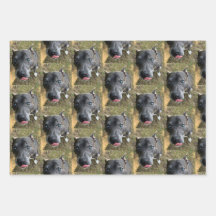 Papel de embrulhamento Staffordshire Bull Terrier