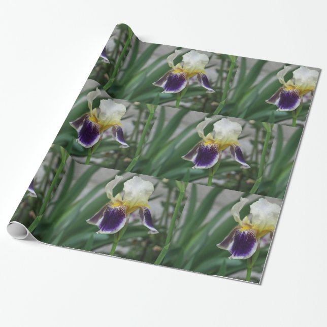 Papel de embrulho com foto de flor de Íris (Desenrolado)