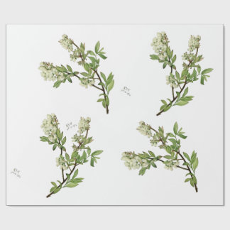 Papel de embrulho de flor de mirtilo
