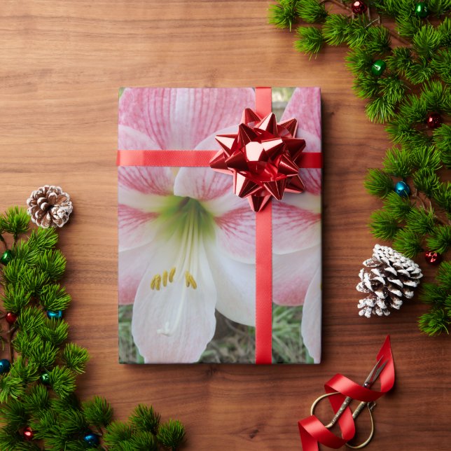 Papel de embrulho de presente de amarilis rosa (Presente de Natal)