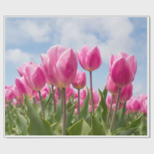 Papel de embrulho de tulipas rosa