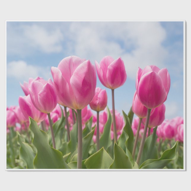 Papel de embrulho de tulipas rosa (Aberto)
