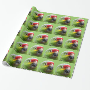 Papel de embrulho do papagaio
