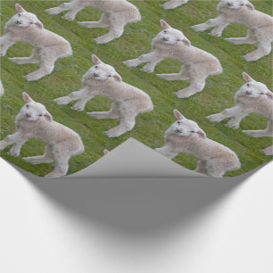 Papel de embrulho Little Lamb