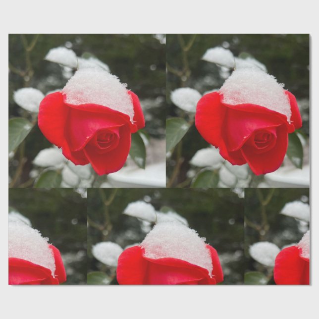 Papel de embrulho Winter Rose  (Aberto)