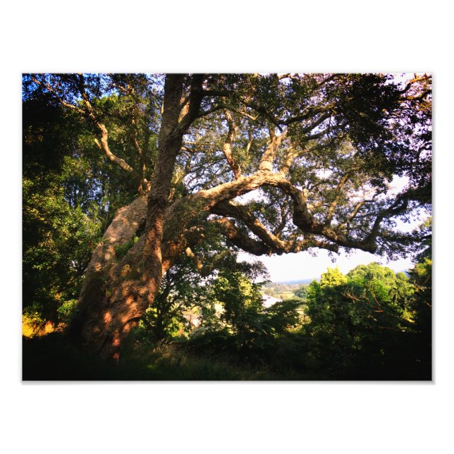 Papel de Foto Profissional Kodak de Árvore Antiga  (Frente)