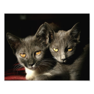 Papel de Fotografia Profissional Kodak de Gatos