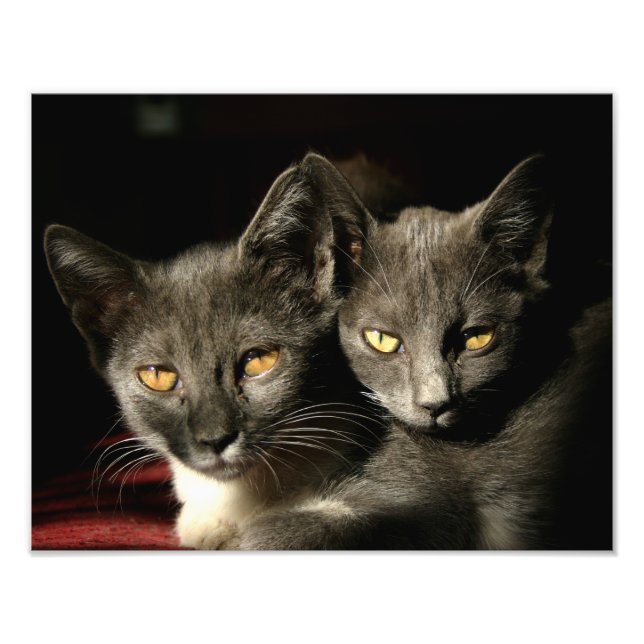 Papel de Fotografia Profissional Kodak de Gatos (Frente)