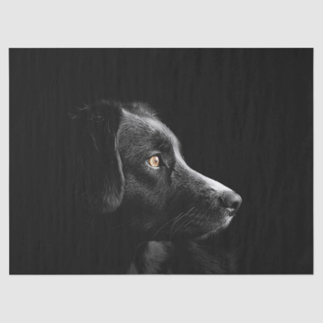 papel de lençol labrador preto (Frente )