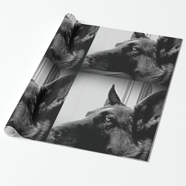 Papel de papel de embrulho do german shepherd (Desenrolado)