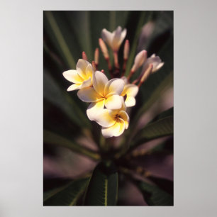 Papel de Poster de Flor Branco (Matte)