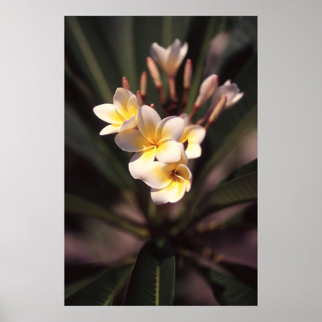 Papel de Poster de Flor Branco (Matte) (Frente)