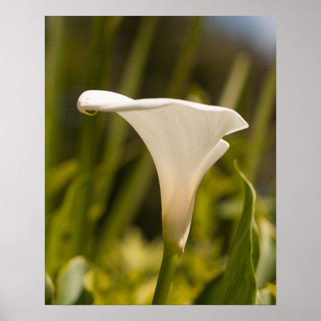 Papel de Poster de Flor Branco (Matte) (Frente)
