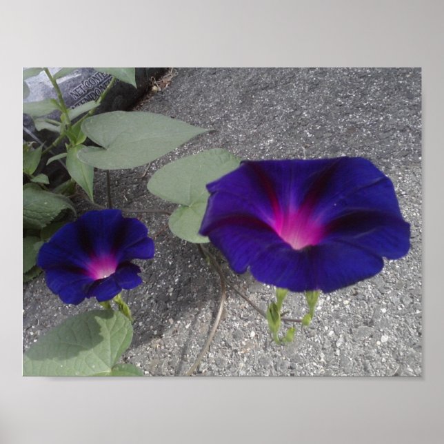 Papel de Poster de Valor Floral (Frente)