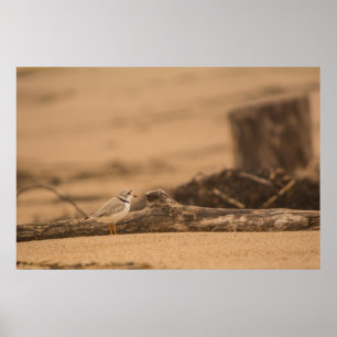 Papel de Poster de valor (Matte) para canalização