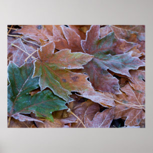 Papel de Poster do outono (Matte)