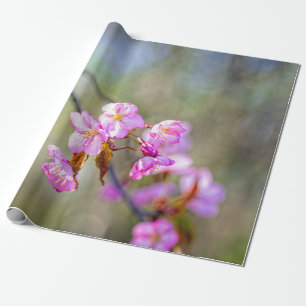Papel De Presente A Beleza Simples Das Flores Sakura