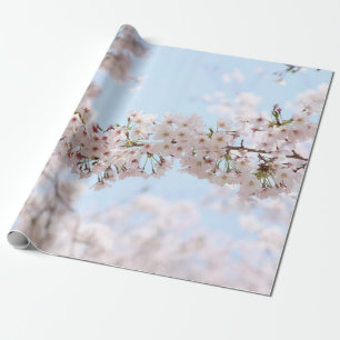 Papel De Presente A cereja branca floresce sob o céu azul claro no 