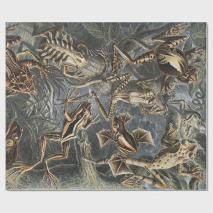 Papel De Presente Academia Sombria Haeckel Estampa Vintage de Rã da