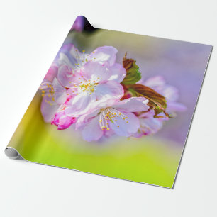 Papel De Presente Aglomerado Global De Incríveis Flores De Sakura R