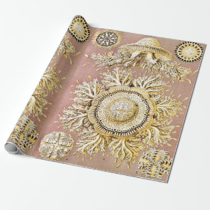 Papel De Presente Água-viva, Discomedusae por Ernst Haeckel