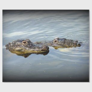Papel De Presente Amor do jacaré