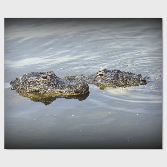 Papel De Presente Amor do jacaré (Aberto)