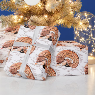 Papel De Presente Anatomia do cérebro humano Diagrama médico Novidad