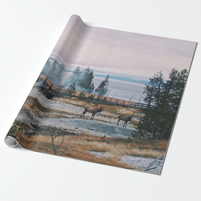 PAPEL DE PRESENTE ANTES DO SOL NO PARQUE NACIONAL YELLOWSTONE (Desenrolado)