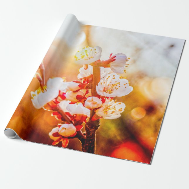Papel De Presente Apricot Sakura Flores À Luz Do Sol De Regulação (Desenrolado)