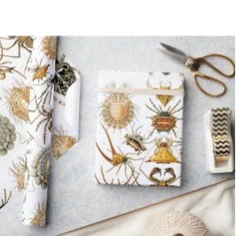 Papel De Presente Aracnídeos por Heckel ilustração da aranha-do-camp