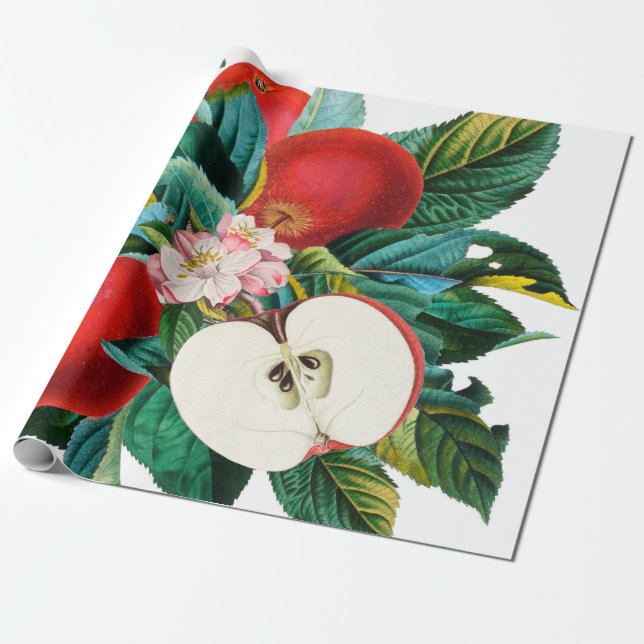 Papel De Presente Arranjo de fruta de maçã botânica, antigo t de maç (Desenrolado)