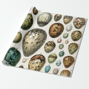 Papel De Presente Arte de Ovos de Pássaros da Academia Sombria Vinta