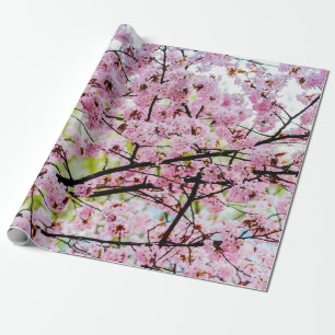 Papel De Presente Árvore Sakura No Sangue De Rosa De Cheio Em Spring