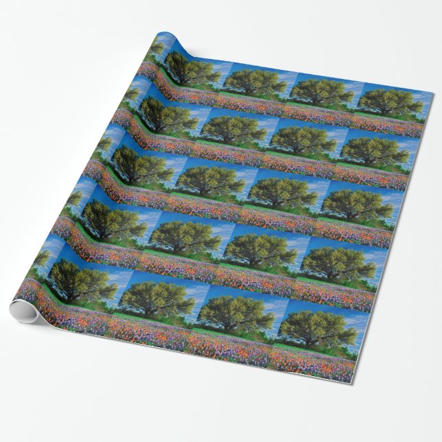 Papel De Presente Árvores Live Oak entre Bluebonnets de Texas (Desenrolado)