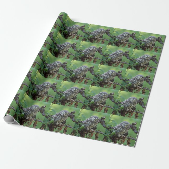 Papel De Presente Athene noctua (Desenrolado)