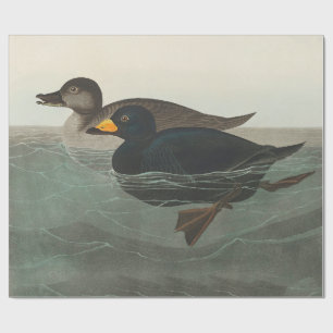 Papel De Presente Audubon American Scoter Duck