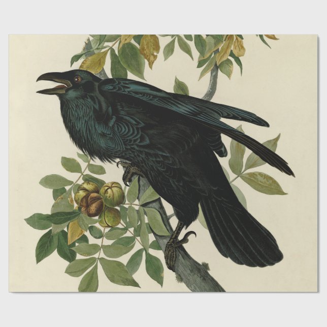 Papel De Presente Audubon Raven Bird Classic Trabalho de arte (Aberto)