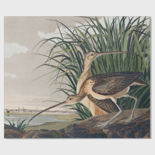 Papel De Presente Ave-do-relvado-de-bico-longo-Audubon