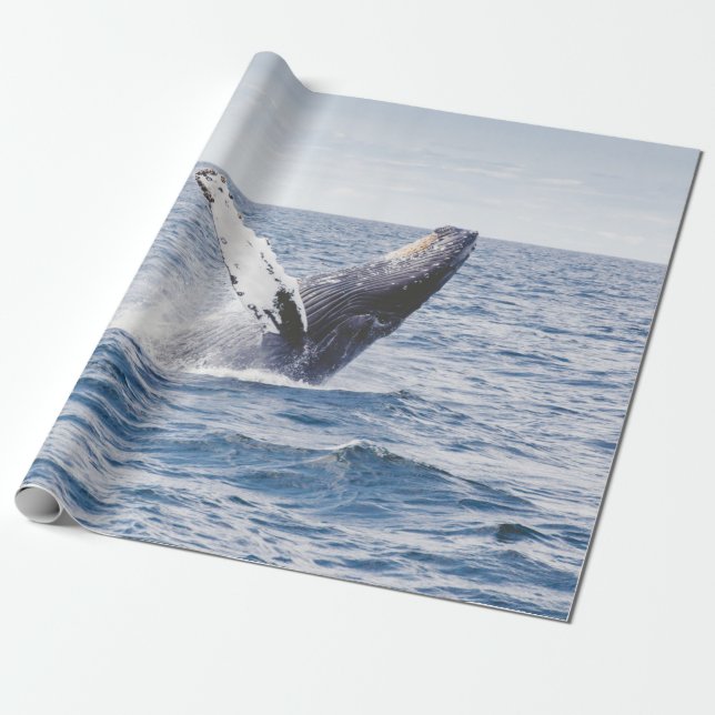Papel De Presente Baleia Gigante Salta Para Fora Do Oceano  (Desenrolado)