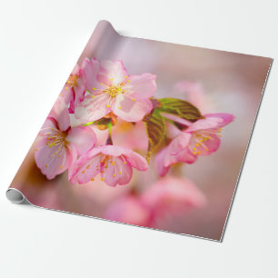 Papel De Presente Bando De Flores De Sakura Rosa Frescas A Rosa