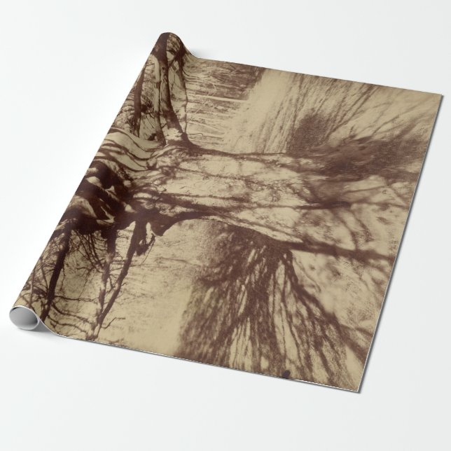 Papel De Presente Beech Tree (por Eugène Atget) (Desenrolado)