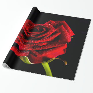 Papel De Presente Bela rosa vermelha